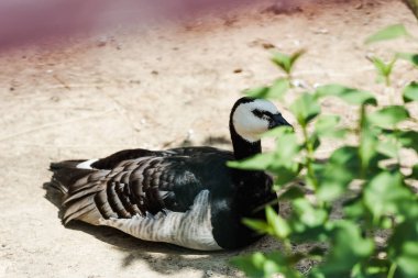 selective focus of wild bird sitting near green plant with leaves  clipart