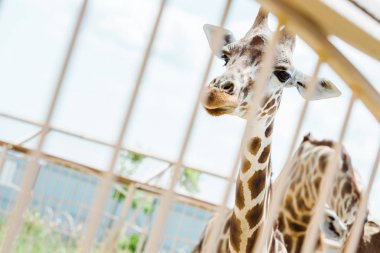 selective focus of giraffes standing in cage against sky  clipart