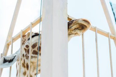 low angle view of giraffe standing near cage in zoo  clipart