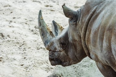 selective focus of wild rhinoceros in zoo in summertime  clipart