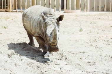 wild rhinoceros walking in zoo in summertime  clipart