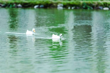 selective focus of white wild ducks swimming in lake  clipart