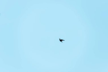 little black bird flying against blue sky  clipart