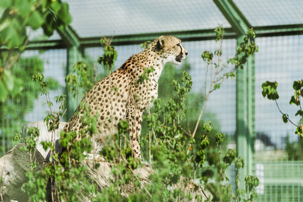 selective focus of wild leopard sitting near green plants in zoo 