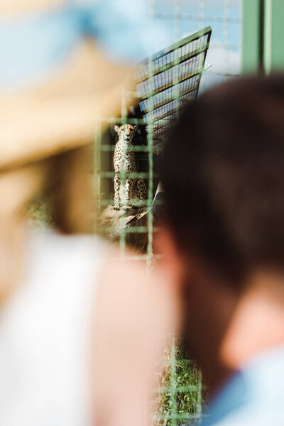 selective focus of leopard in cage near father and daughter in zoo 