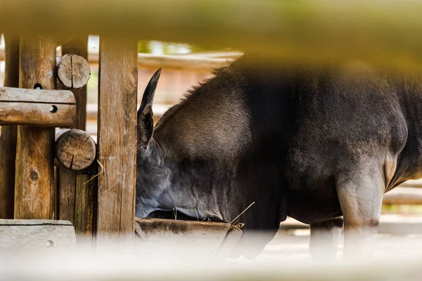 Hayvanat Bahçesinde Ahşap Çit Yakınında Duran Vahşi Eşek Seçici Odak — Stok fotoğraf