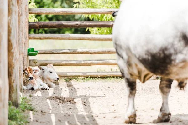 Foco Seletivo Bezerros Olhando Para Vaca Enquanto Deitado Perto Cerca — Fotografia de Stock