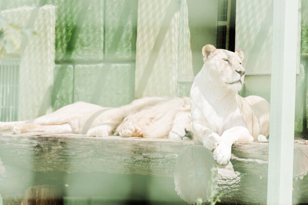selective focus of dangerous lions lying in cage 