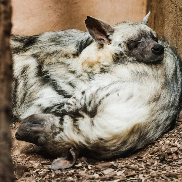 動物園で眠っている閉じた目を持つ毛皮のようなハイエナの選択的な焦点 — ストック写真