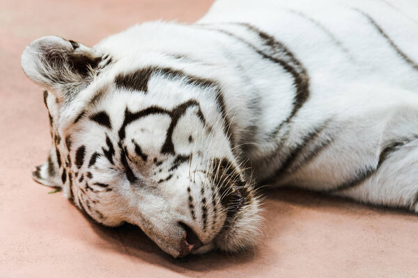 wild white tiger with closed eyes lying in zoo 