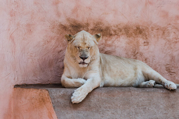 wild lion with closed eyes lying in zoo 