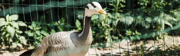 Panoramic Shot Wild Duck Sitting Cage Green Leaves — Stock Photo, Image