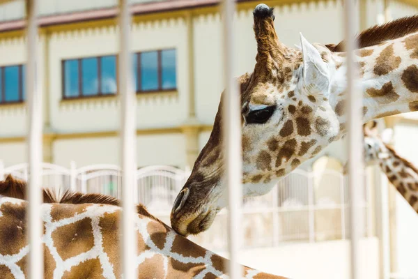 Hayvanat Bahçesinde Bina Yakınında Kafeste Duran Zürafaların Seçici Odak — Stok fotoğraf