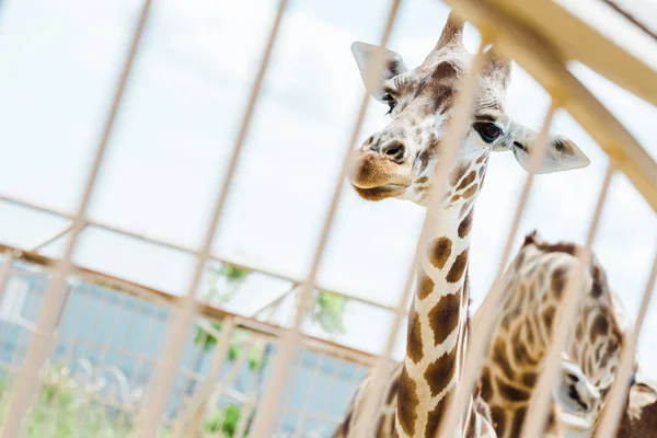 Foco Seletivo Girafas Gaiola Contra Céu — Fotografia de Stock