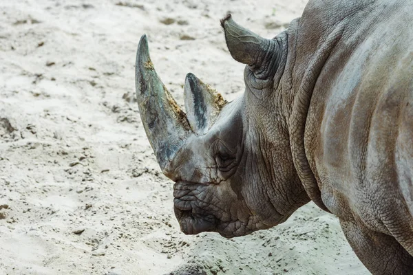 Selective Focus Wild Rhinoceros Zoo Summertime — Stock Photo, Image