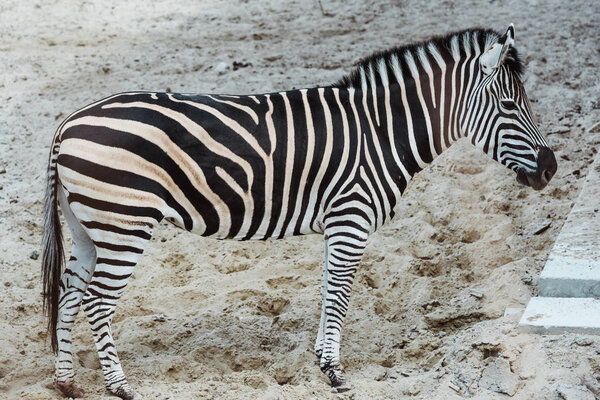 дикая зебра с черно-белыми полосками, стоящая в зоопарке
 