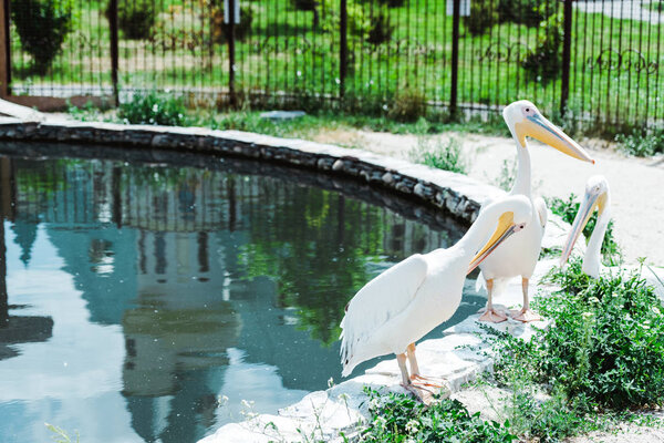 pelicans with white feathers standing near pond and green plants 