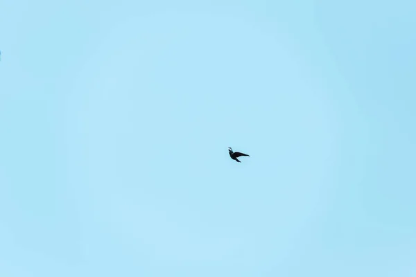 little black bird flying against blue sky 