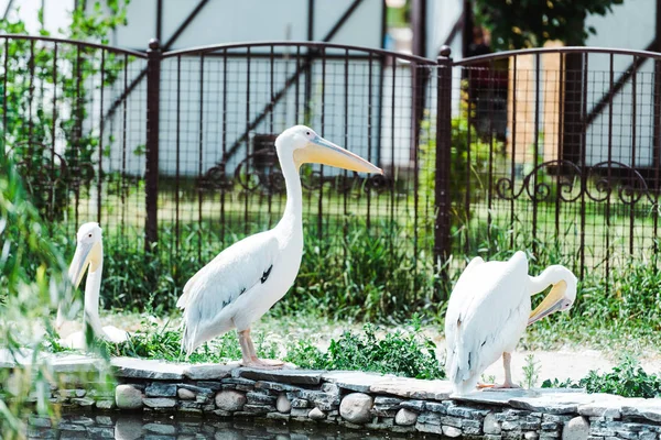 Foyer Sélectif Des Pélicans Avec Des Plumes Blanches Debout Dans — Photo