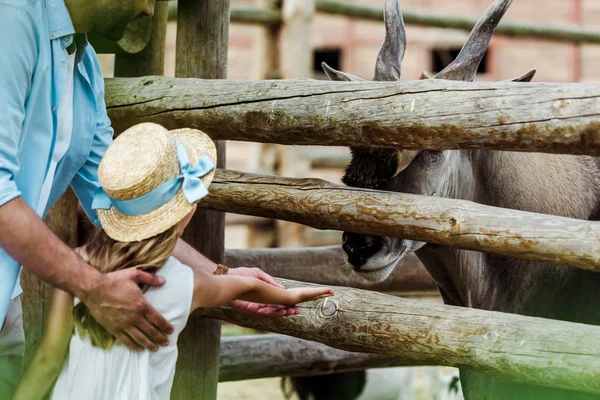 Cropped View Father Standing Child Straw Hat Gesturing Bison Zoo — Stock Photo, Image