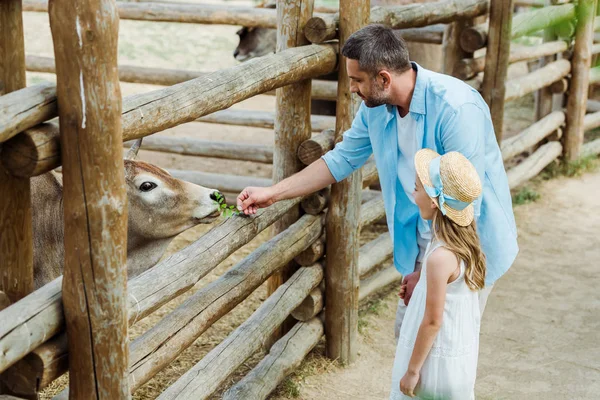 Bel Homme Nourrir Taureau Avec Des Feuilles Vertes Près Enfant — Photo