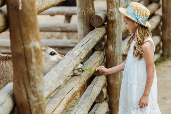 Niño Feliz Sombrero Paja Toro Alimentación Con Hojas Verdes Cerca — Foto de Stock