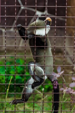 selective focus of lemur climbing on metallic cage in zoo  clipart