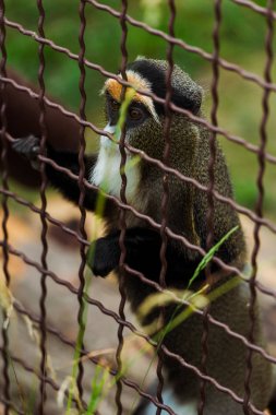 selective focus of lemur climbing on cage near grass in zoo  clipart