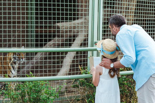 kid and dad standing in zoo and looking at tiger in cage 