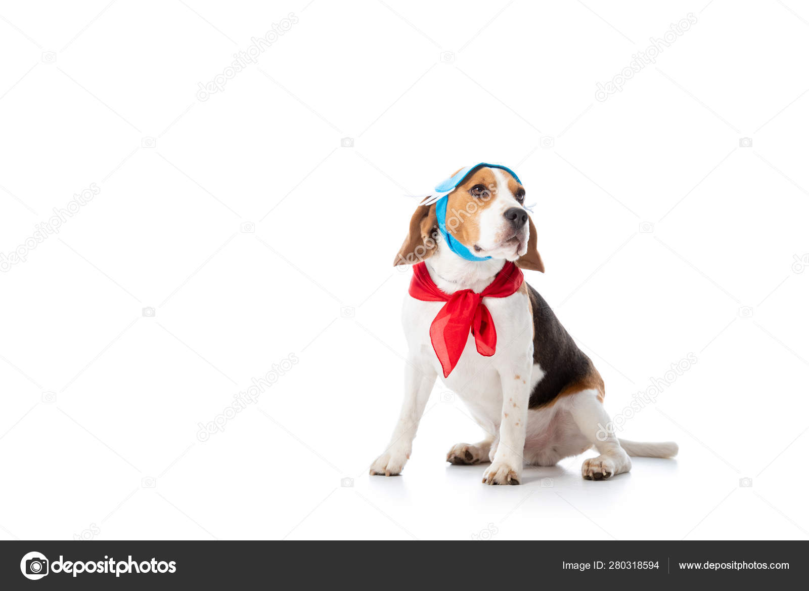 Download Dog Mask Stock Photos Royalty Free Dog Mask Images Depositphotos PSD Mockup Templates