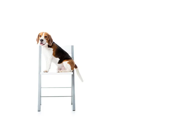 Bonito Beagle Cão Sentado Cadeira Olhando Para Câmera Isolada Branco — Fotografia de Stock