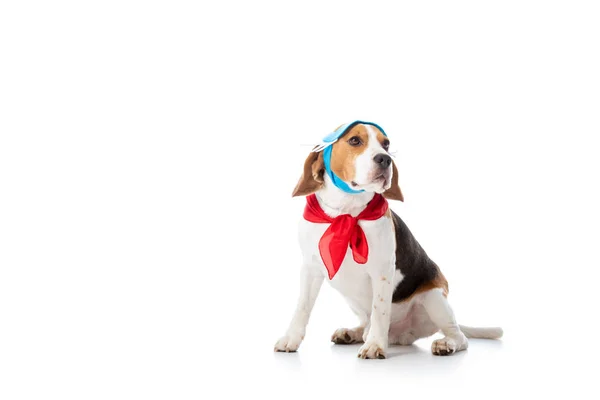 Cão Beagle Máscara Bandana Vermelha Olhando Para Longe Enquanto Sentado — Fotografia de Stock