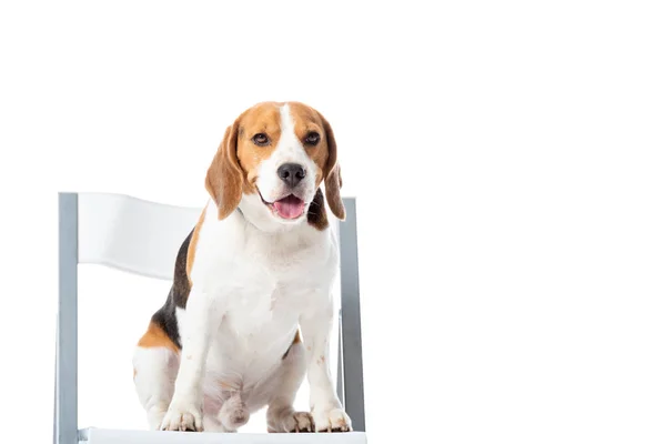Sevimli Beagle Köpek Sandalyede Oturan Beyaz Üzerinde Izole Kamera Bakıyor — Stok fotoğraf