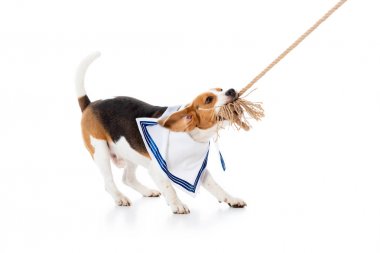 beyaz üzerinde denizci eşarp ısırma halat sevimli Beagle köpek