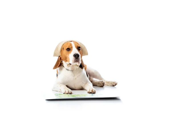 Cute Beagle Dog Hat Lying Map Looking Camera White — Stock Photo, Image