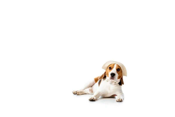 Cute Pies Beagle Kapeluszu Leżącego Patrząc Kamerę Białym — Zdjęcie stockowe
