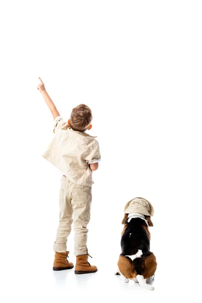 Back View Preschooler Explorer Boy Beagle Dog Pointing Finger White — Stock Photo, Image