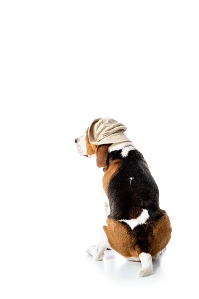 Χαριτωμένο Σκυλάκι Λαγωνικό Στο Καπέλο Εξερευνητής Κάθεται Στο Λευκό — Φωτογραφία Αρχείου