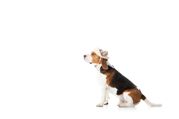 Vista Lateral Lindo Perro Beagle Explorador Sombrero Sentado Aislado Blanco — Foto de Stock