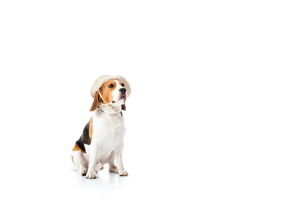 Cute Pies Beagle Kapeluszu Explorer Siedzi Białym — Zdjęcie stockowe