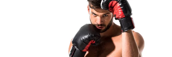 Panoramaaufnahme Eines Muskulösen Boxers Boxhandschuhen Isoliert Auf Weiß Mit Kopierraum — Stockfoto