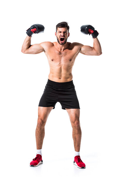 Боксер без рубашки показывает мышцы, изолированные на белом
