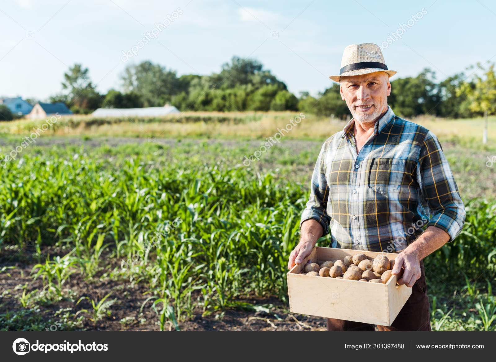 happy-self-employed-farmer-holding-wooden-box-potatoes-corn-field