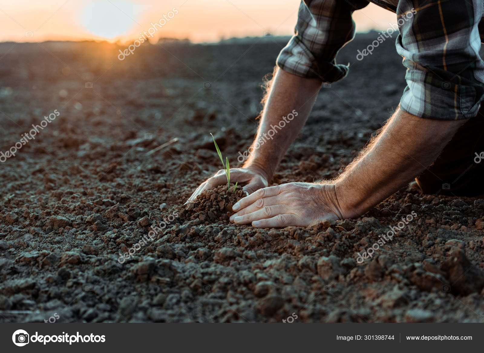 Selective Focus Senior Self Employed Farmer Small Plant Ground Stock selective-focus-senior-self-employed-farmer-small-plant-ground-stock