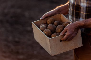 cropped view of self-employed farmer holding box with organic potatoes  clipart