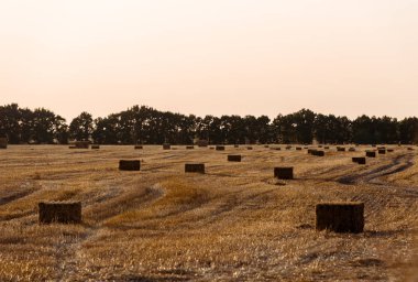 green trees near wheat field with hay in evening  clipart