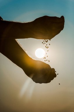 cropped view of senior farmer throwing seeds clipart