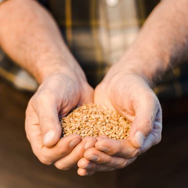 selective focus of farmer holding seeds in hands  clipart