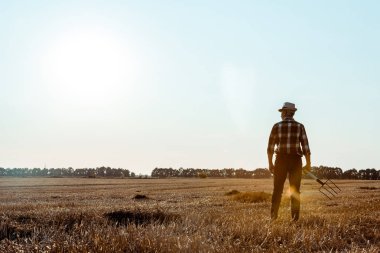 buğday alanında tırmık tutan kıdemli adam geri görünümü 