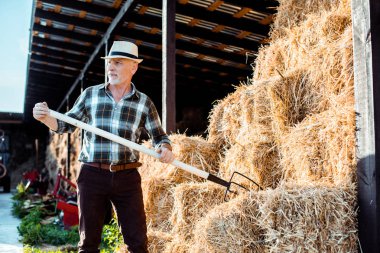 bearded senior farmer in straw hat holding rake near hay  clipart